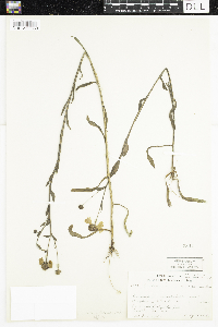 Helenium flexuosum image