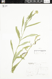 Helenium autumnale image