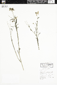 Helenium autumnale image