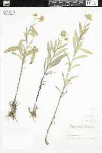 Helenium autumnale image