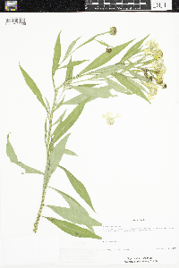 Helenium autumnale image