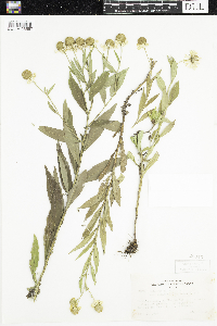Helenium autumnale image