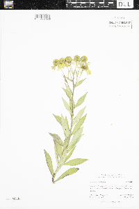Helenium autumnale image