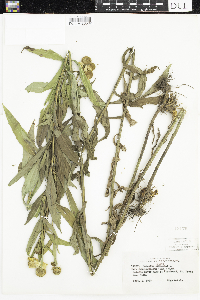 Helenium autumnale image