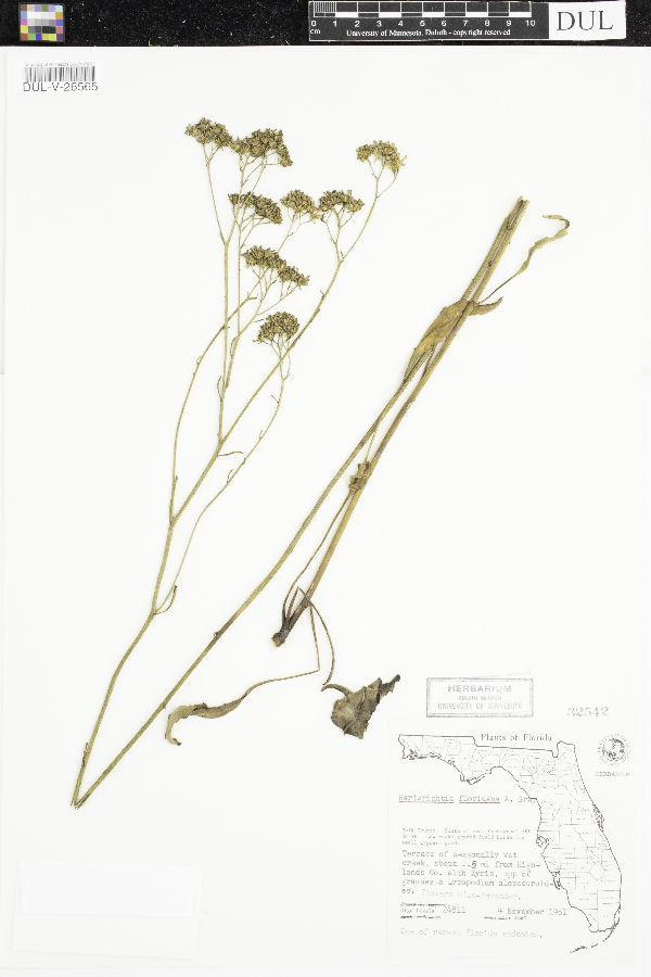 Hartwrightia floridana image