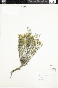 Gutierrezia sarothrae image