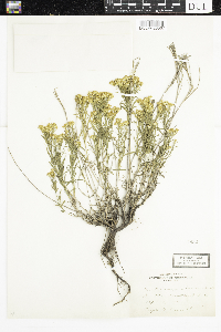 Gutierrezia sarothrae image