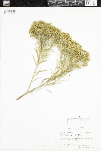 Gutierrezia sarothrae image