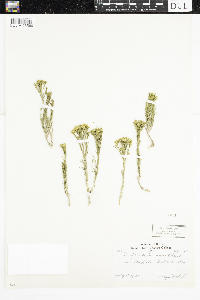 Gutierrezia sarothrae image