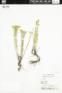 Gutierrezia sarothrae image