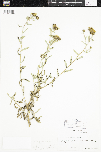 Grindelia hirsutula image