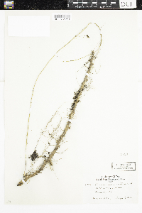 Dioscorea villosa image