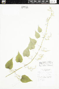 Dioscorea villosa image