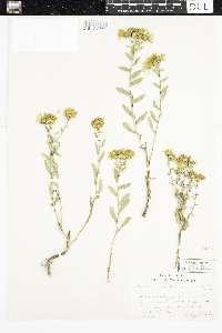 Grindelia hirsutula image