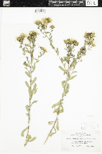Grindelia hirsutula image