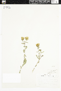 Grindelia hirsutula image