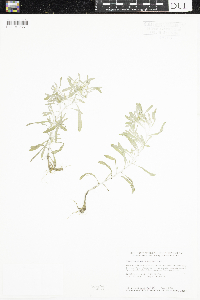 Gnaphalium uliginosum image