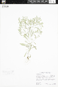 Gnaphalium uliginosum image