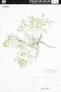 Gnaphalium uliginosum image