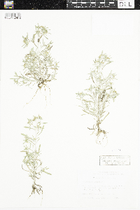 Gnaphalium uliginosum image