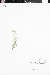 Gnaphalium uliginosum image