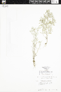 Gnaphalium uliginosum image