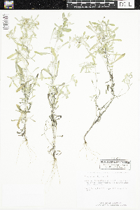 Gnaphalium uliginosum image