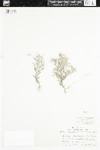 Gnaphalium uliginosum image