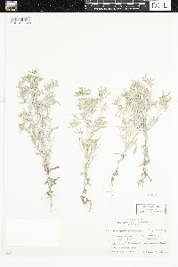 Gnaphalium uliginosum image