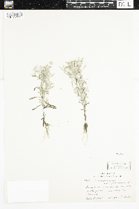 Gnaphalium uliginosum image