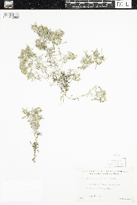 Gnaphalium uliginosum image