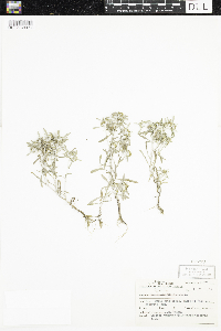Gnaphalium uliginosum image
