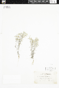 Gnaphalium uliginosum image