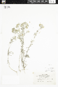 Gnaphalium uliginosum image