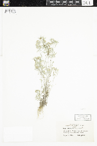 Gnaphalium uliginosum image