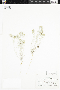 Gnaphalium uliginosum image