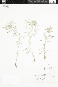 Gnaphalium uliginosum image