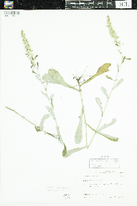 Gamochaeta purpurea image