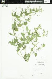 Galinsoga quadriradiata image