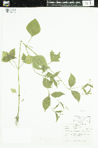 Galinsoga quadriradiata image