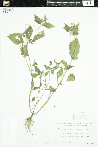 Galinsoga quadriradiata image