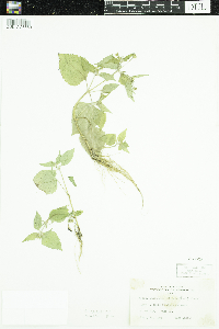 Galinsoga quadriradiata image