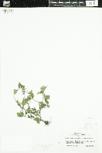 Galinsoga quadriradiata image