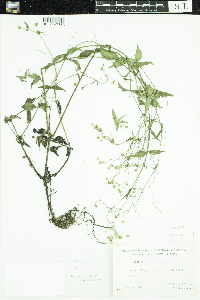 Galinsoga quadriradiata image