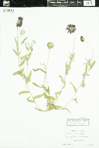 Gaillardia pulchella image