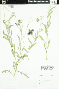 Gaillardia pulchella image