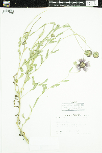 Gaillardia pulchella image