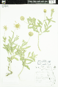 Gaillardia pulchella image