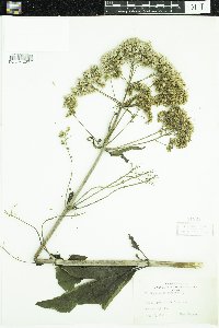 Eutrochium purpureum image