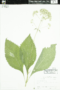 Eutrochium purpureum image